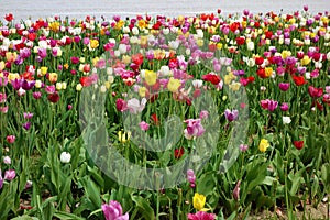 Tulips  for self cutting on a field in Germany
