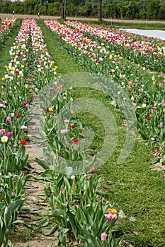 Tulips  for self cutting on a field in Germany