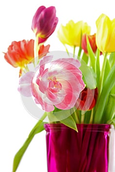 Tulips,sharp and blur