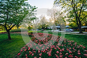 Tulips at Sherwood Gardens Park, in Guilford, Baltimore, Maryland