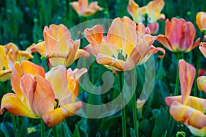 Tulips at Sherwood Gardens Park, in Guilford, Baltimore, Maryland