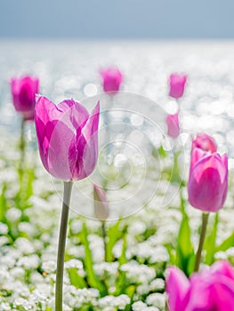 Tulips side of Lake Lugano, Switzerland