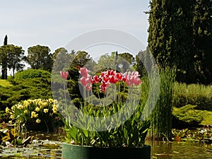 Tulips in sigurta Park