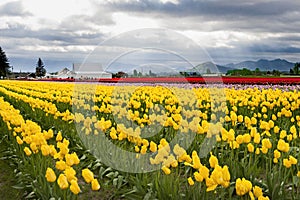 Tulips in the Skagit Valley