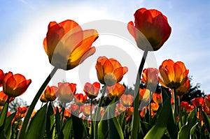 Tulips and sky