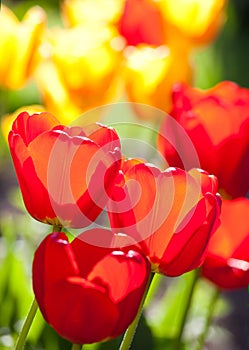 The tulips and spring