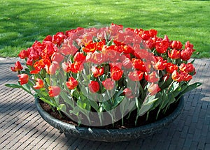 Tulips photo