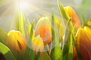 Tulips in spring with bright sun