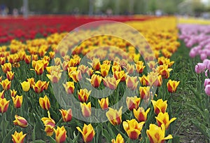 Tulips in Spring. Colorful Tulips Garden Patchwork