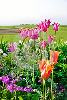 Tulips in spring, colorful tulips