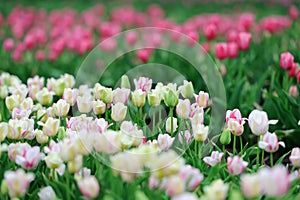 Tulips in spring field