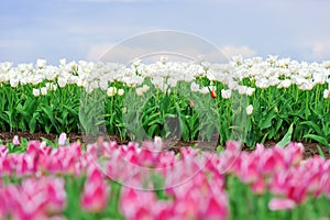 Tulips in spring field