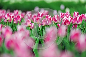 Tulips in spring field