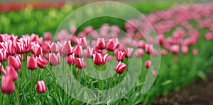 Tulips in spring field