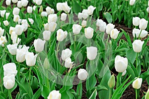 Tulips in spring field