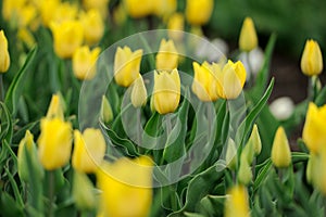 Tulips in spring field
