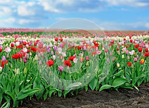 Tulips in spring field