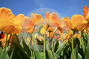 Tulips - spring flower