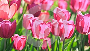 Tulips in a spring flower garden
