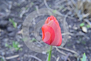 Tulips the spring flowers close up from my garden