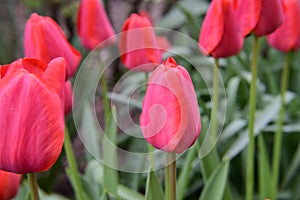 Tulips the spring flowers close up from my garden