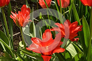 Tulips the spring flowers close up from my garden