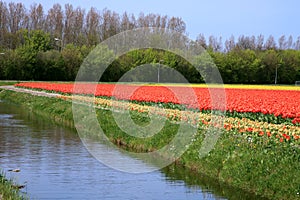 Tulips. Spring flowers. Netherlands. Landscape.