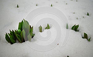 Tulips, spring flowers sprout from under the snow