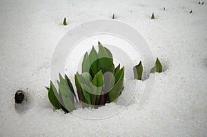 Tulips, spring flowers sprout from under the snow