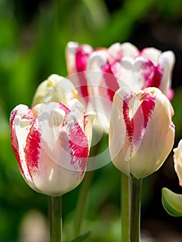 tulips at spring in the garden .