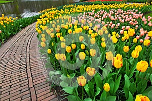 Tulips in spring garden