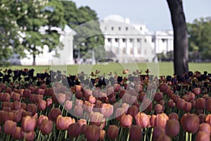 Tulips in the spring Park on Elagin island, Elaginoostrovsky Palace, St. Petersburg
