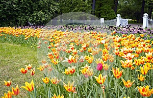 Tulips in the spring Park on Elagin island, St. Petersburg