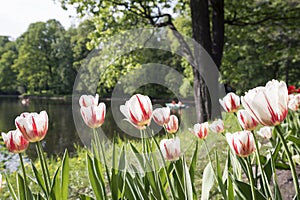 Tulips in the spring Park on Elagin island, St. Petersburg