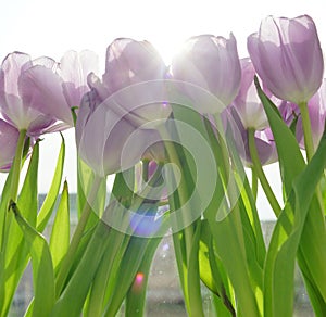 Tulips in spring sunshine. Good mood. Happy summer time. Flowers for women. Celebrate birthday.