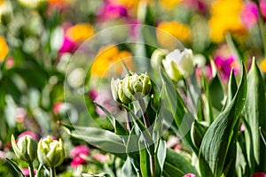 Tulips in the spring sunshine with a shallow depth of field