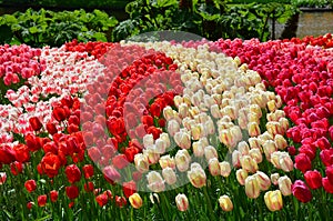 Tulips in spring under the bright sun in the garden of Keukenhof-Lisse, Holland