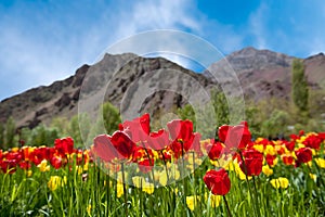 Tulips at springtime