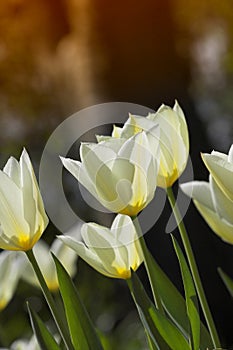 Tulips in springtime