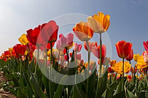 Tulips in springtime