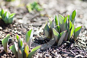 Tulips sprouting from the ground