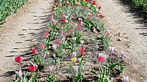 Tulips stagger in wind growing in rows on sunny day