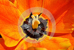 Tulips stamen and pistil closeup