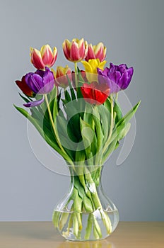 Tulips