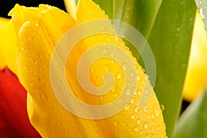 Tulips in the studio close-up