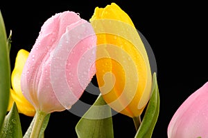 Tulips in the studio close-up