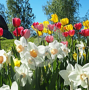 Tulips in summer