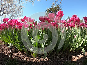 Tulips in the sun