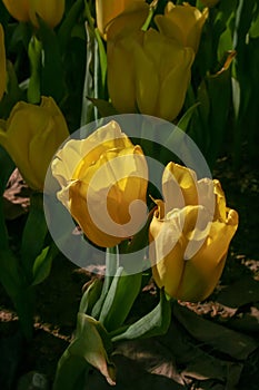 Tulips sunlight through in the morning. Viewing the beautiful and refreshing