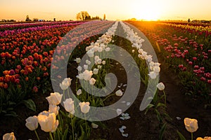 Tulips at sunrise